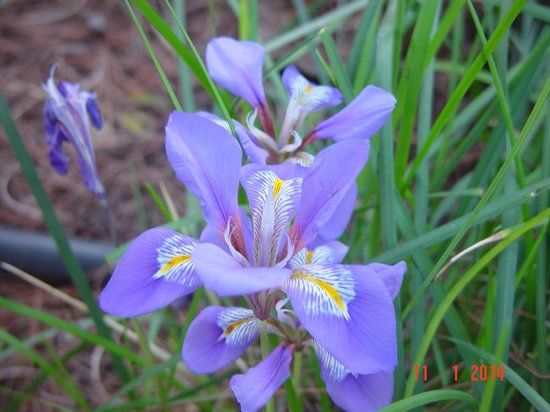 Βοτανικός Κήπος του Διομήδους