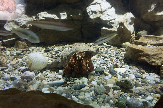 Ενυδρείο Κινίου