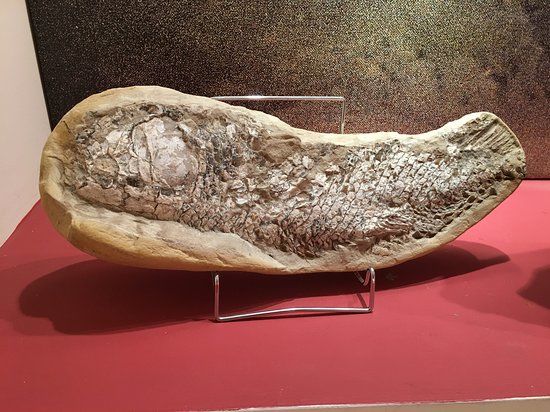 Μουσείο Σταματιάδη Ορυκτολογίας και Παλαιοντολογίας