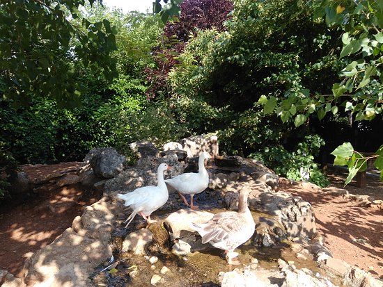 Αγρόκτημα Παπάκια