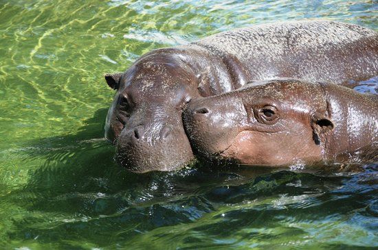 Ζωολογικός Κήπος Λεμεσού