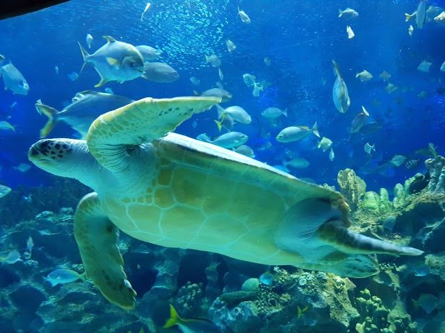 Ενυδρείο της Κουάλα Λουμπούρ