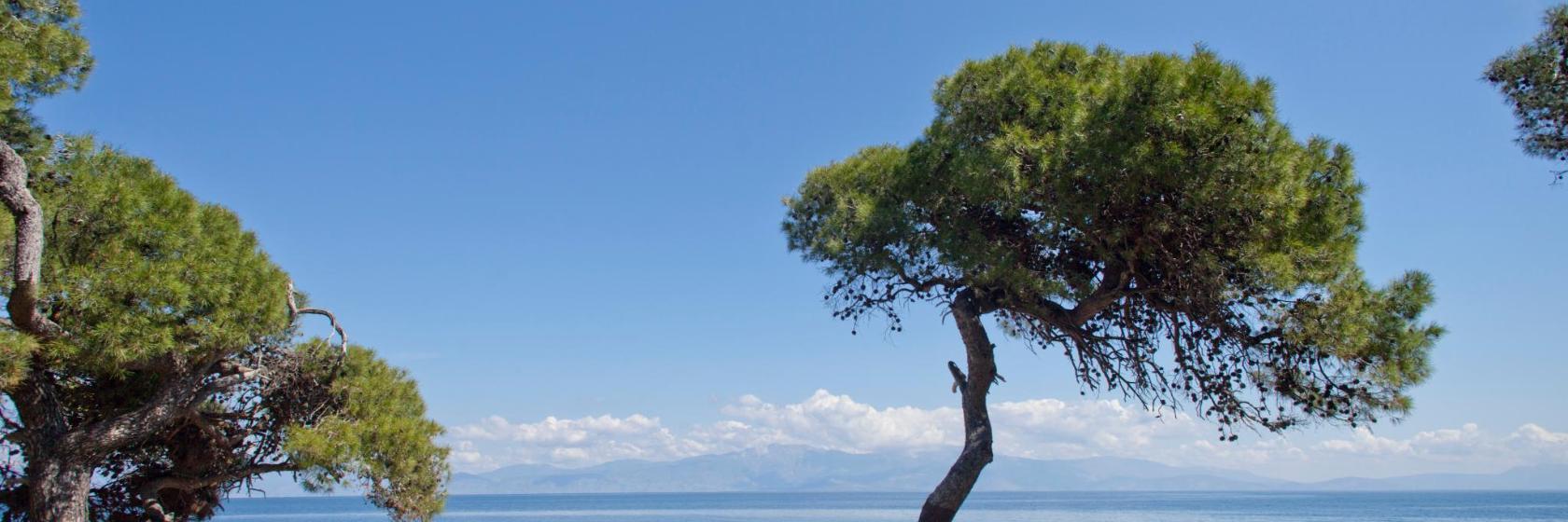 Δάσος Πευκιάς