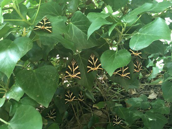 Κοιλάδα Πεταλούδων